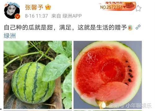 吃瓜成果,吃瓜群众眼中的明星幕后故事