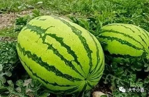 吃瓜从哪里吃,揭秘从哪里开始品尝的吃瓜艺术