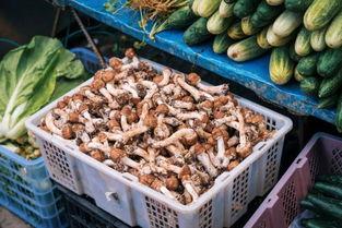 云南在边境吃瓜,边陲瓜果飘香之旅