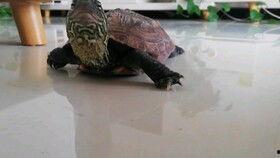 乌龟总吃瓜,揭秘乌龟的独特饮食习惯