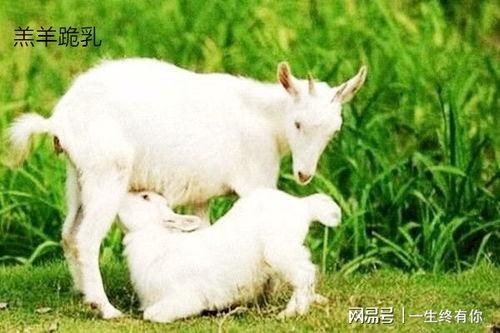 网红小羊吃瓜,揭秘娱乐圈幕后故事