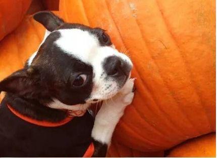 小狗可以吃京瓜,小狗的京瓜美食之旅