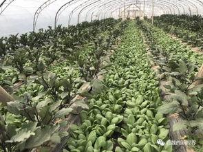 魏州吃瓜,探寻古都魏州的风味记忆