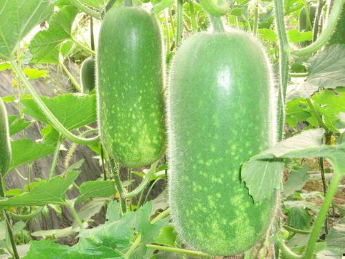 舒兰心声吃大瓜,大瓜背后的故事与真相