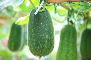 吃三瓜降血脂,天然食疗新选择